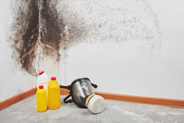 Best Local Mold Removal Service  in Santa Fe, NM