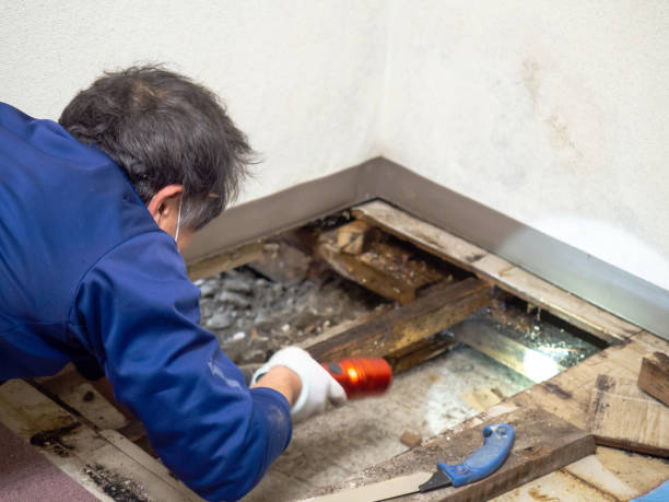 Best Toxic Mold Removal  in Santa Fe, NM