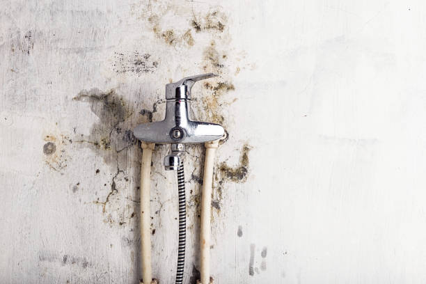 Best Fast Mold Removal  in Santa Fe, NM