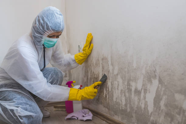Best Professional Mold Removal  in Santa Fe, NM