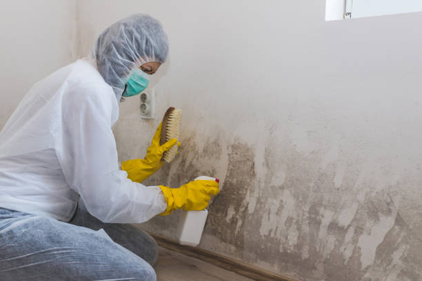 Trusted Santa Fe, NM Mold Removal Experts