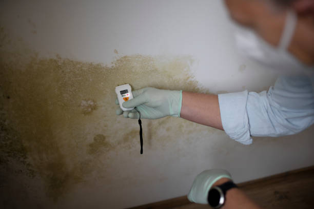 Best Mold Cleaning Services  in Santa Fe, NM