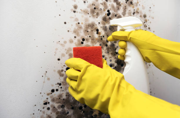 Best Best Mold Removal Companies  in Santa Fe, NM