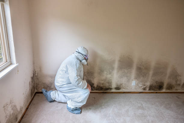 Best Black Mold Removal  in Santa Fe, NM