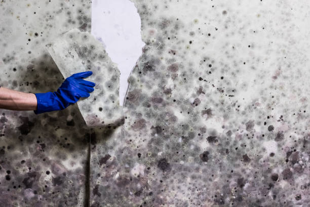 Mold Removal Process in Santa Fe, NM