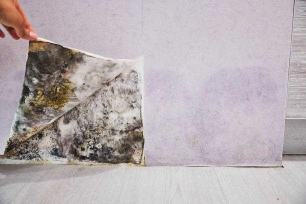 Best Attic Mold Removal  in Santa Fe, NM